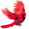 Vibrant cardinal on black background